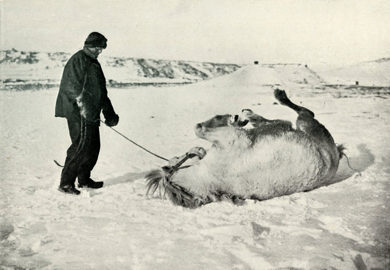 Cherry-Garrard ger sin ponny Michael A Roll in the Snow, c1911, 1913 av Herbert Ponting