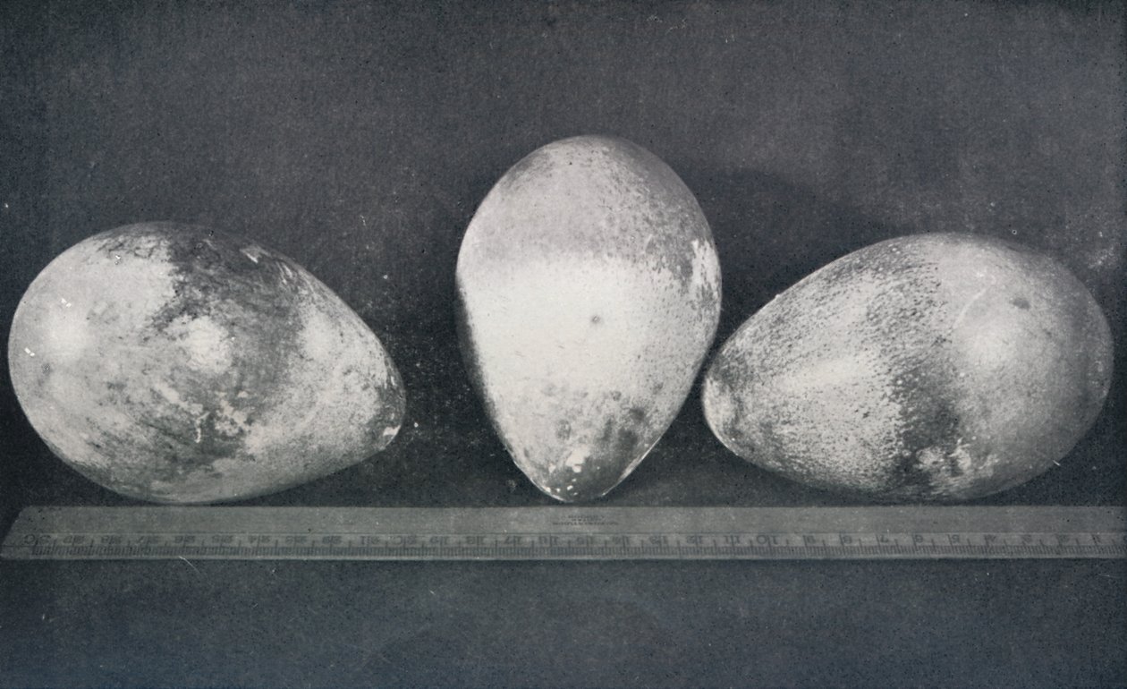 Emperor Penguins Eggs från Cape Crozier, 1911, 1913 av Herbert Ponting