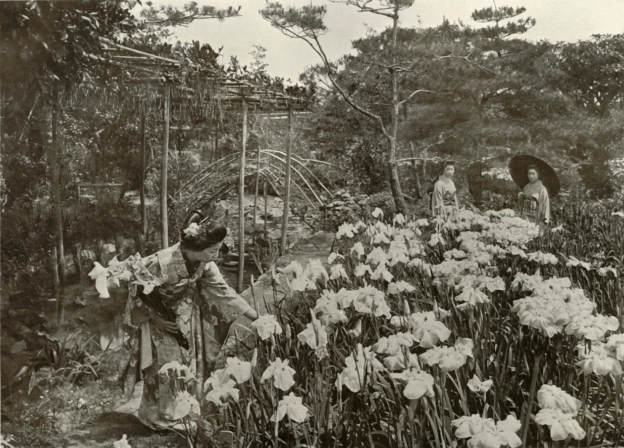 I en iristrädgård, 1910. av Herbert Ponting
