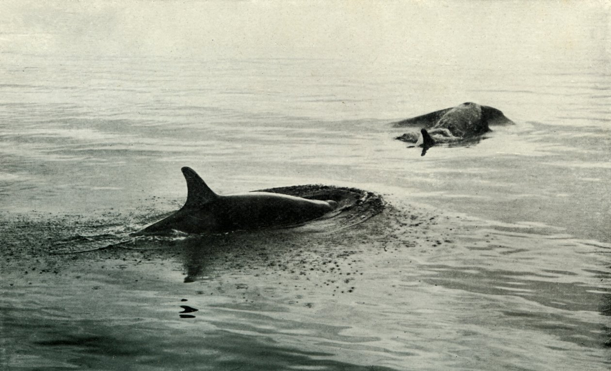 Späckhuggare reser sig för att blåsa, c19101913, 1913 av Herbert Ponting