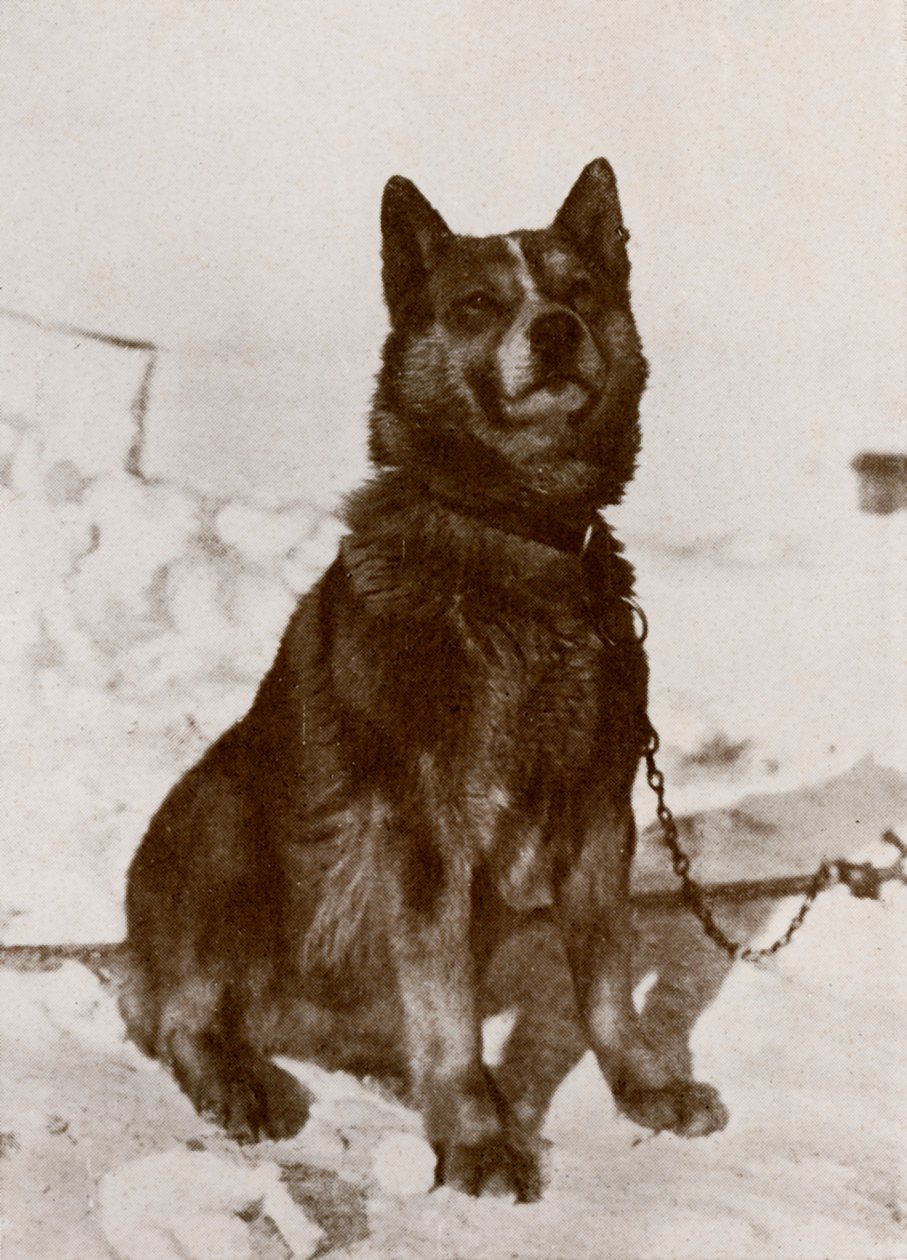 Krisravica, 19101913, 1913 av Herbert Ponting