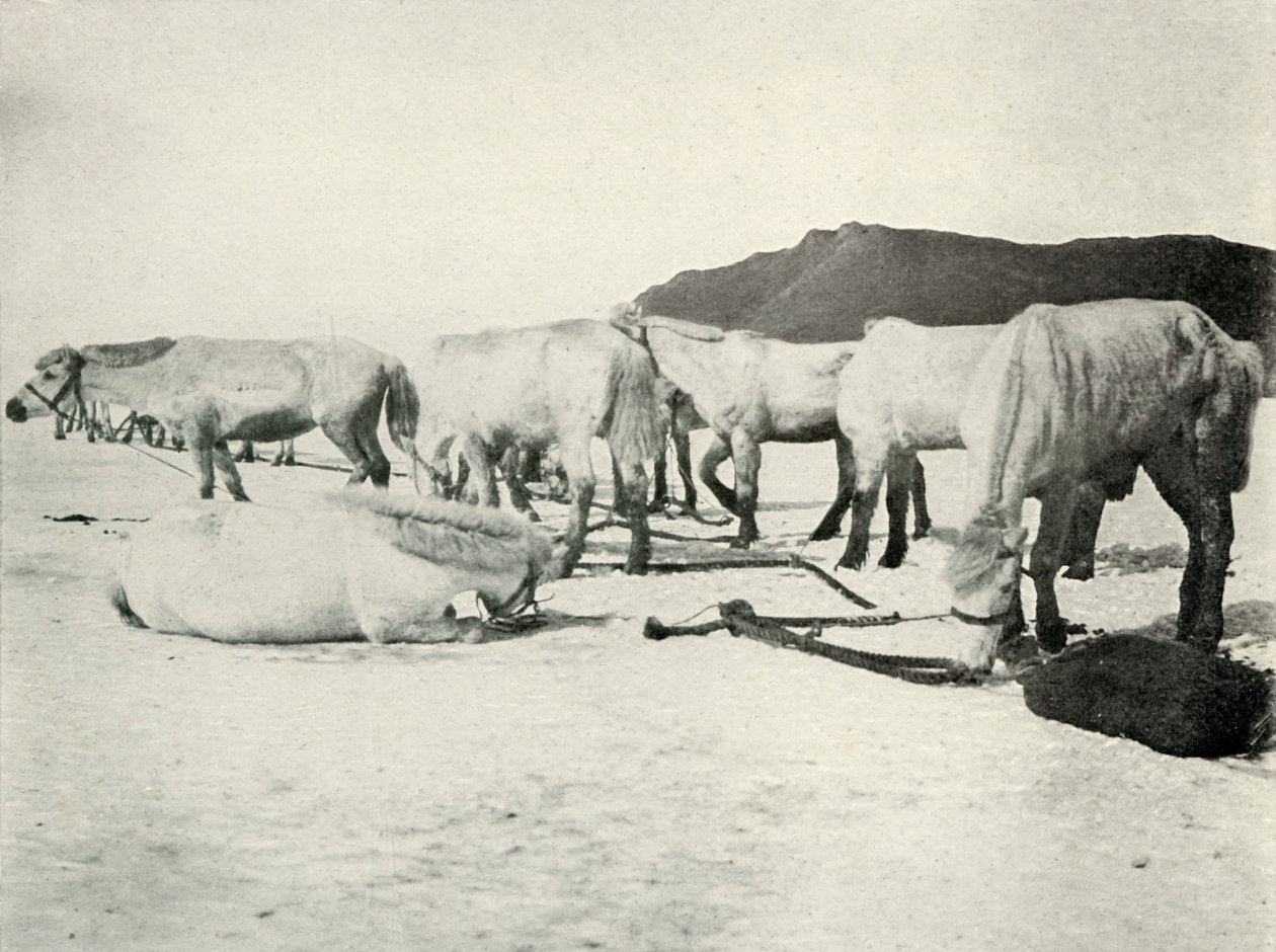 Ponnyer bundna på havsisen, c19101913, 1913 av Herbert Ponting