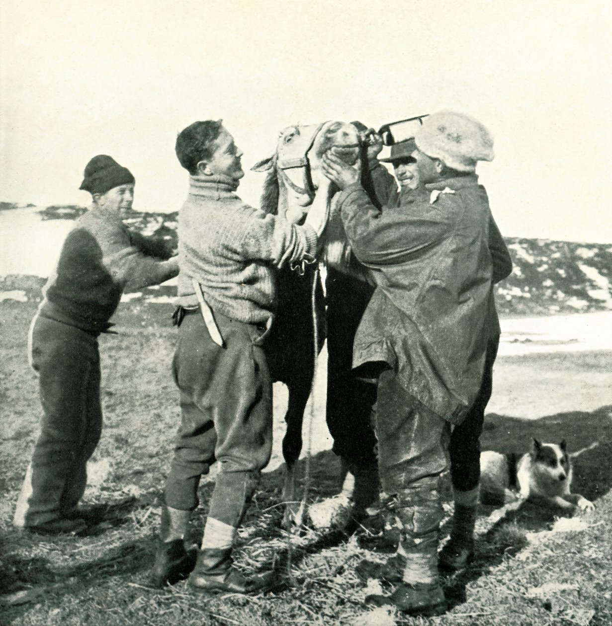 Ponny tar whisky, 8 februari 1911, 1913 av Herbert Ponting