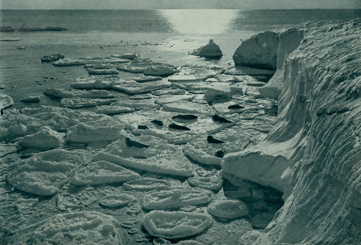 Sälar solar sig på nybildad pannkaksis utanför Cape Evans, c19101913, 1913 av Herbert Ponting