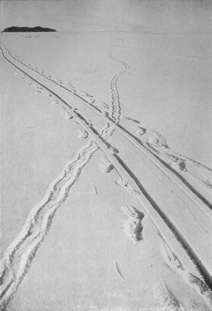 Sledge Track Crossing An Adélie Penguins Track, 8 december 1911, 1913 av Herbert Ponting