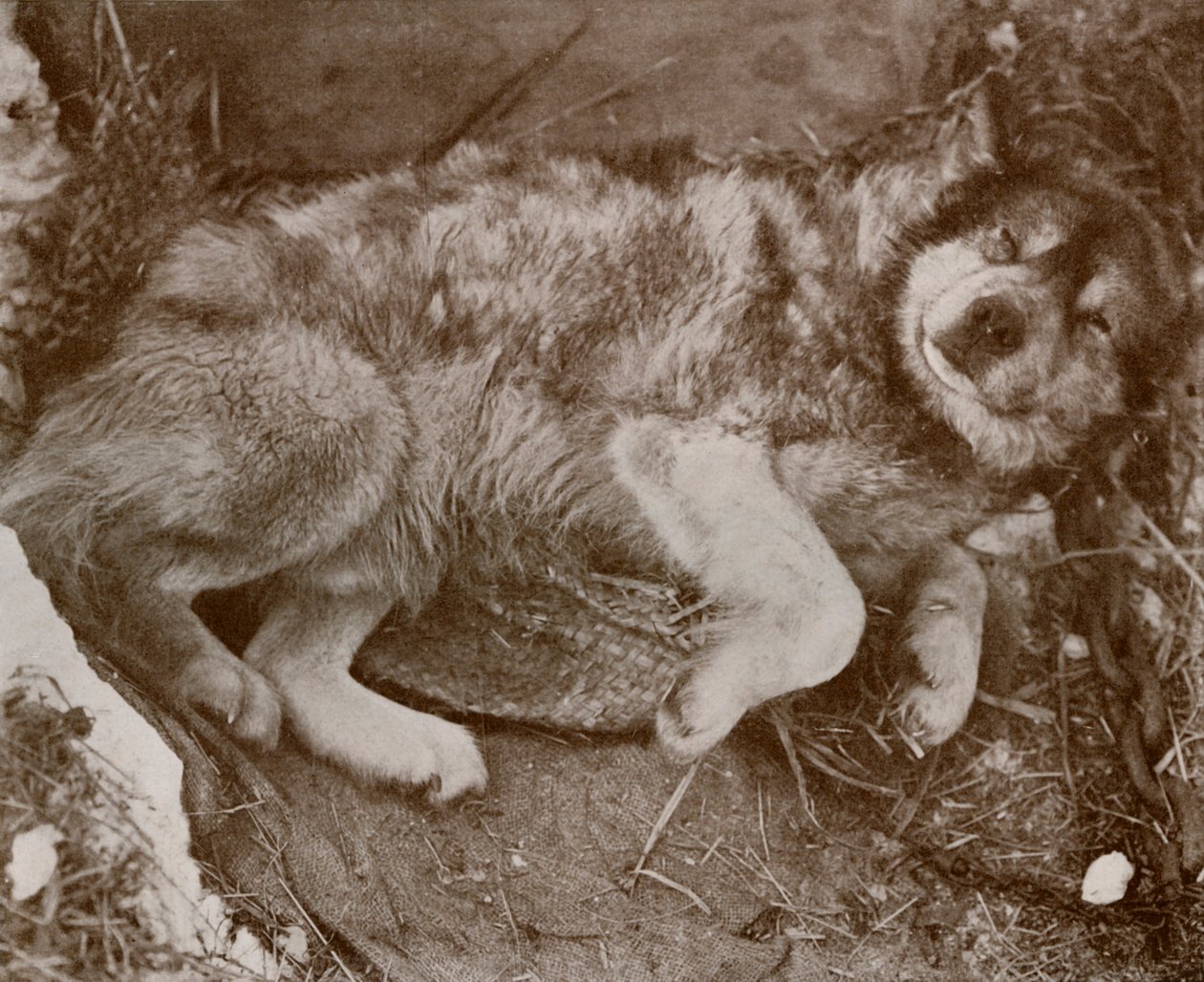 Level Malingering, C17101218, 1917 av Herbert Ponting