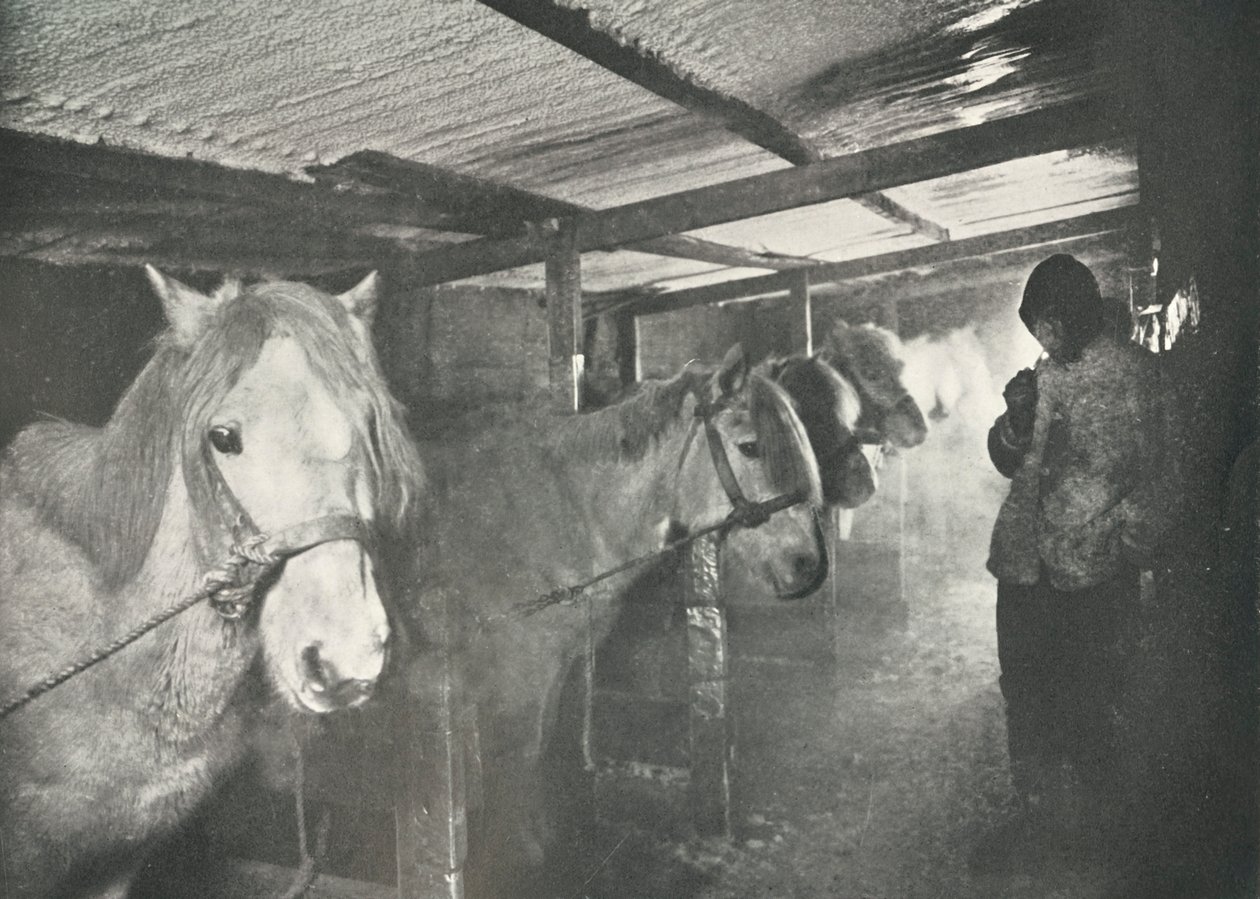 Stallet om vintern, c19101911, 1913 av Herbert Ponting