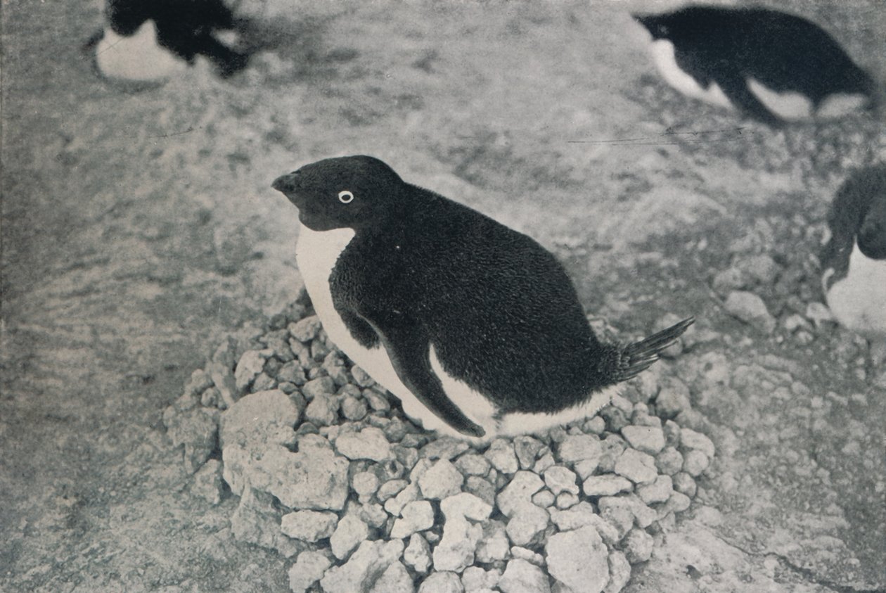 Denna pingvin har en flittig kompis, c1911, 1913 av Herbert Ponting