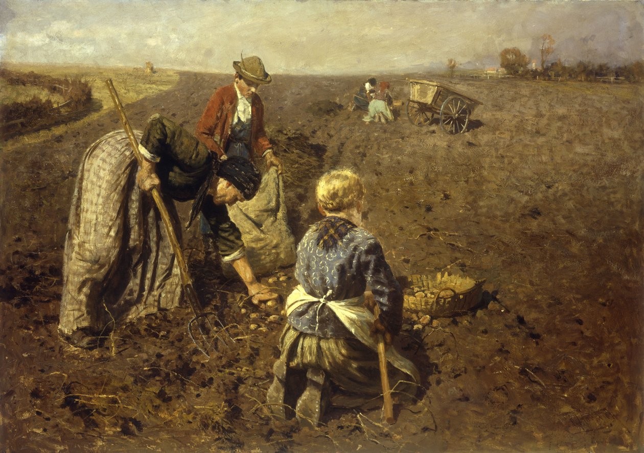 Potatisskörden av Herman Hartwich
