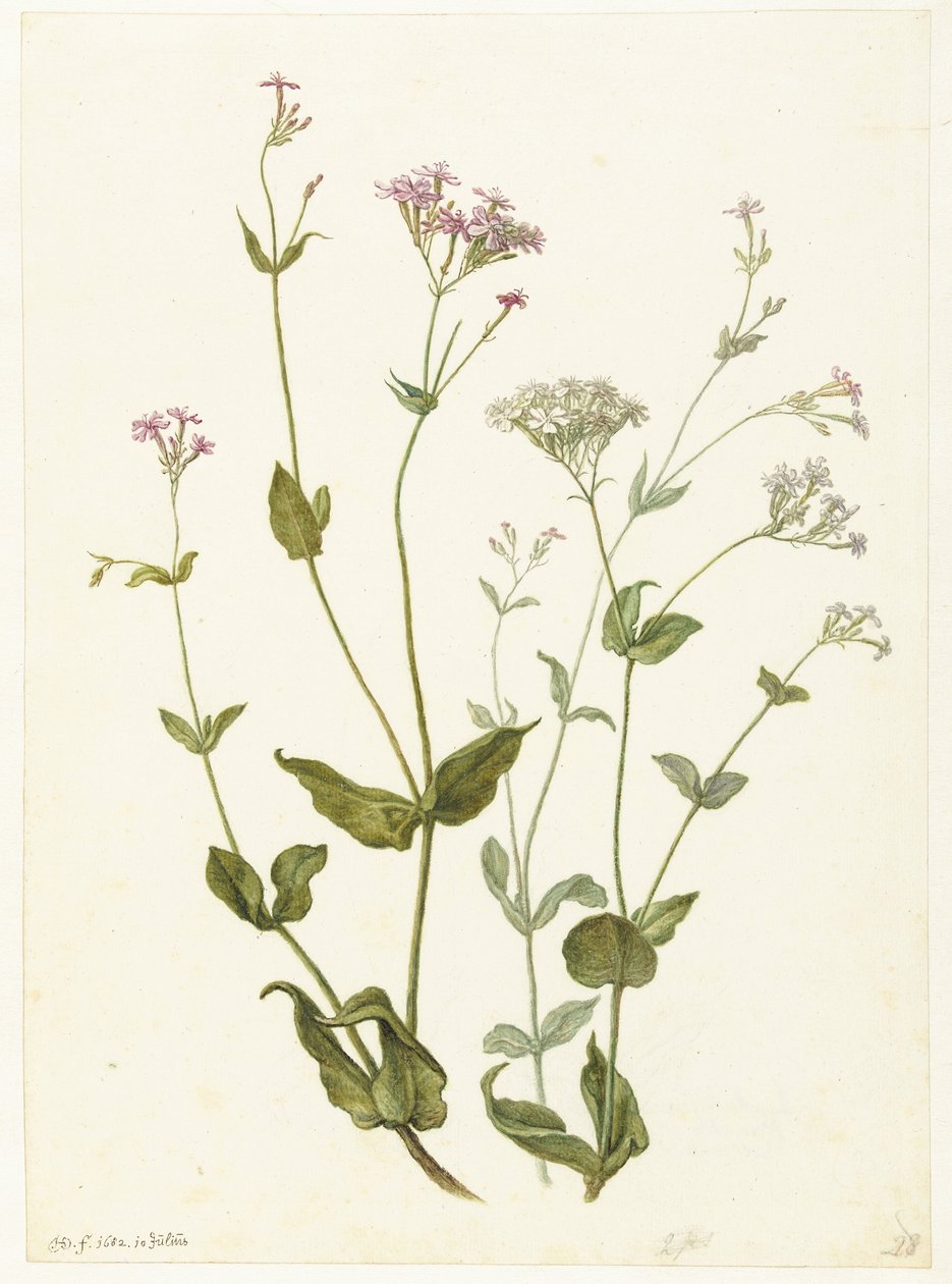 Blåsensenna och Sticky Catchfly Rode en witte Viscaria av pekanjer av Herman Saftleven