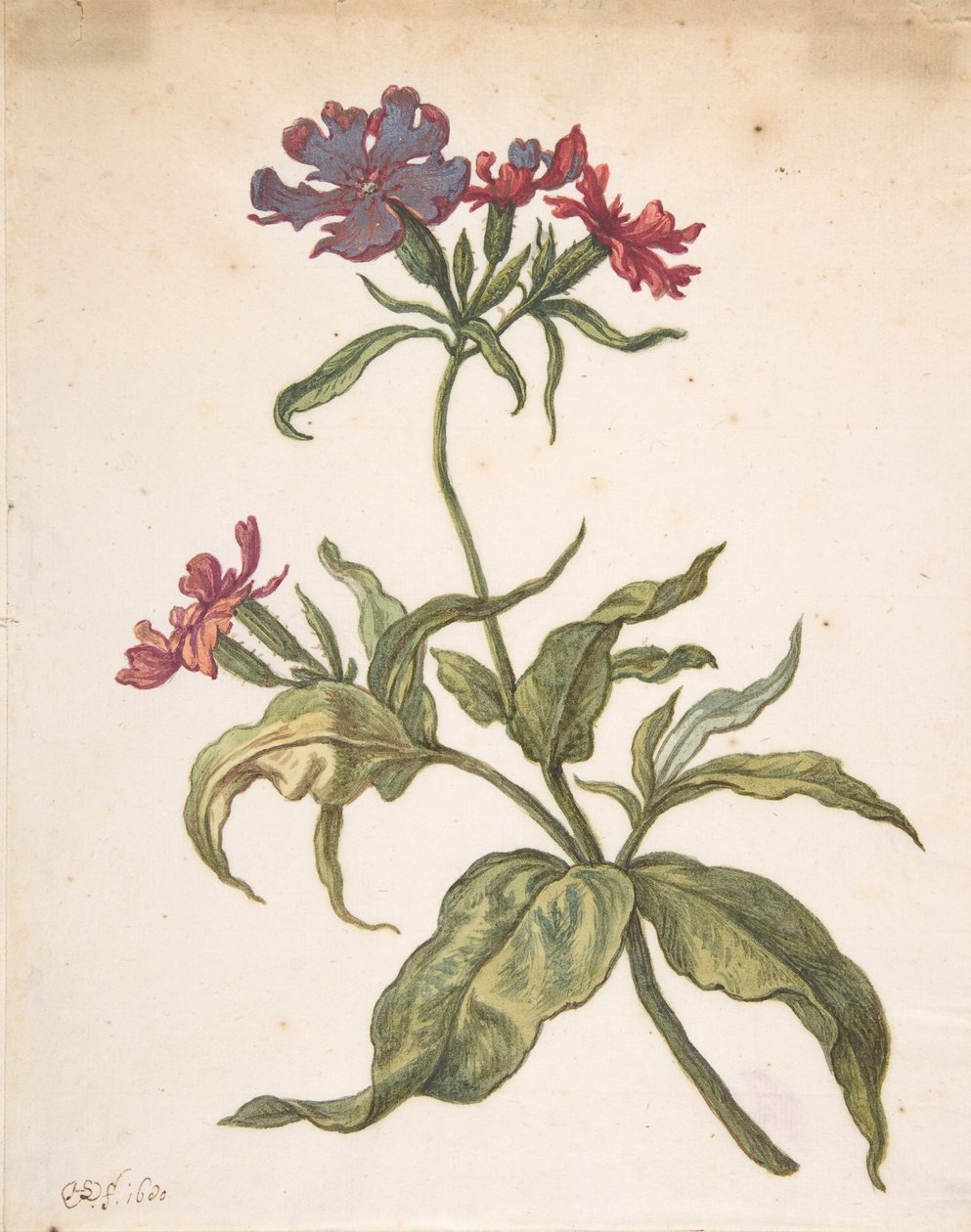 Studie av en röd fångfluga Lychnis hirsuta, 1680. av Herman Saftleven the Younger