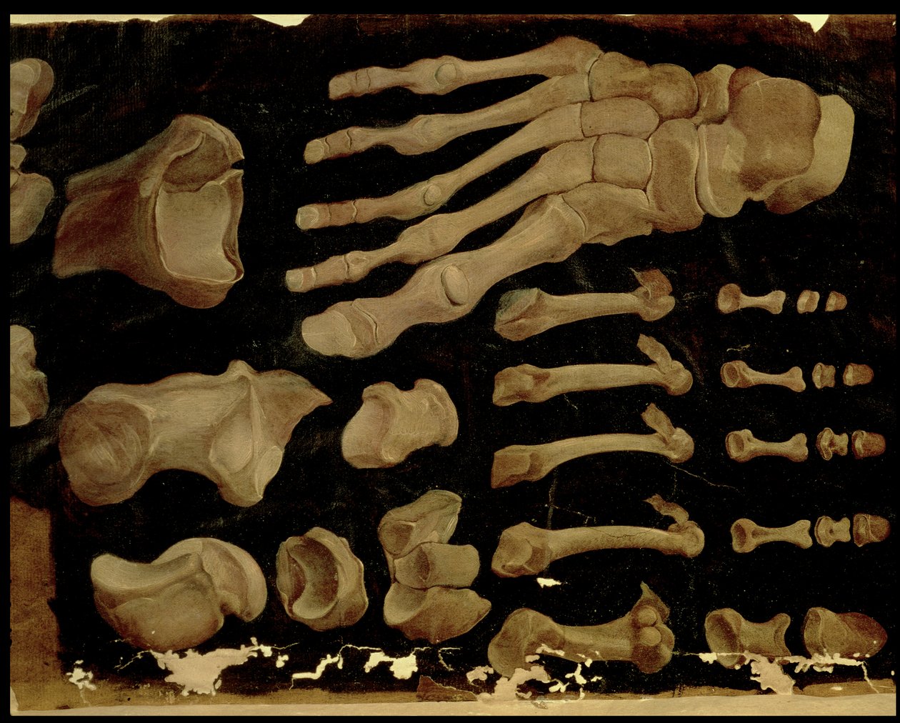 Anatomisk ritning av fotens ben av Hieronymus Fabricius ab Aquapendente