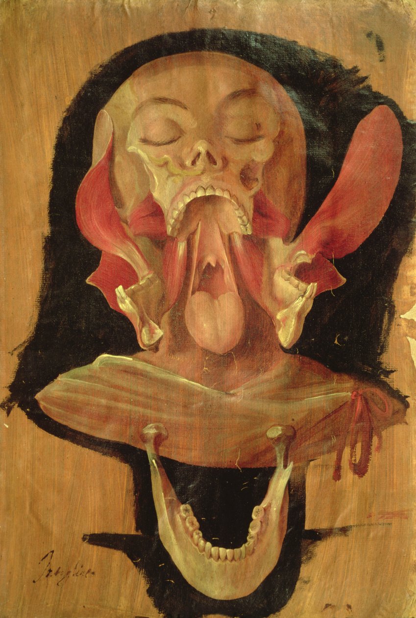 Anatomisk ritning av huvudet av Hieronymus Fabricius ab Aquapendente