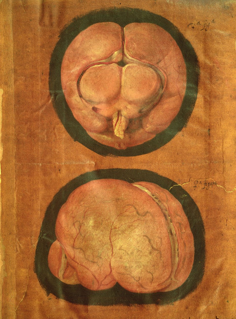 Anatomisk teckning av den mänskliga hjärnan av Hieronymus Fabricius ab Aquapendente