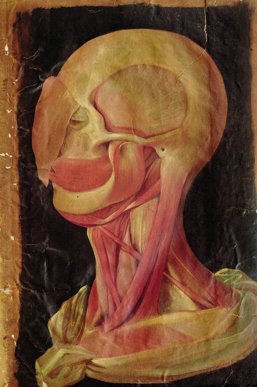 Anatomisk ritning av det mänskliga huvudet av Hieronymus Fabricius ab Aquapendente