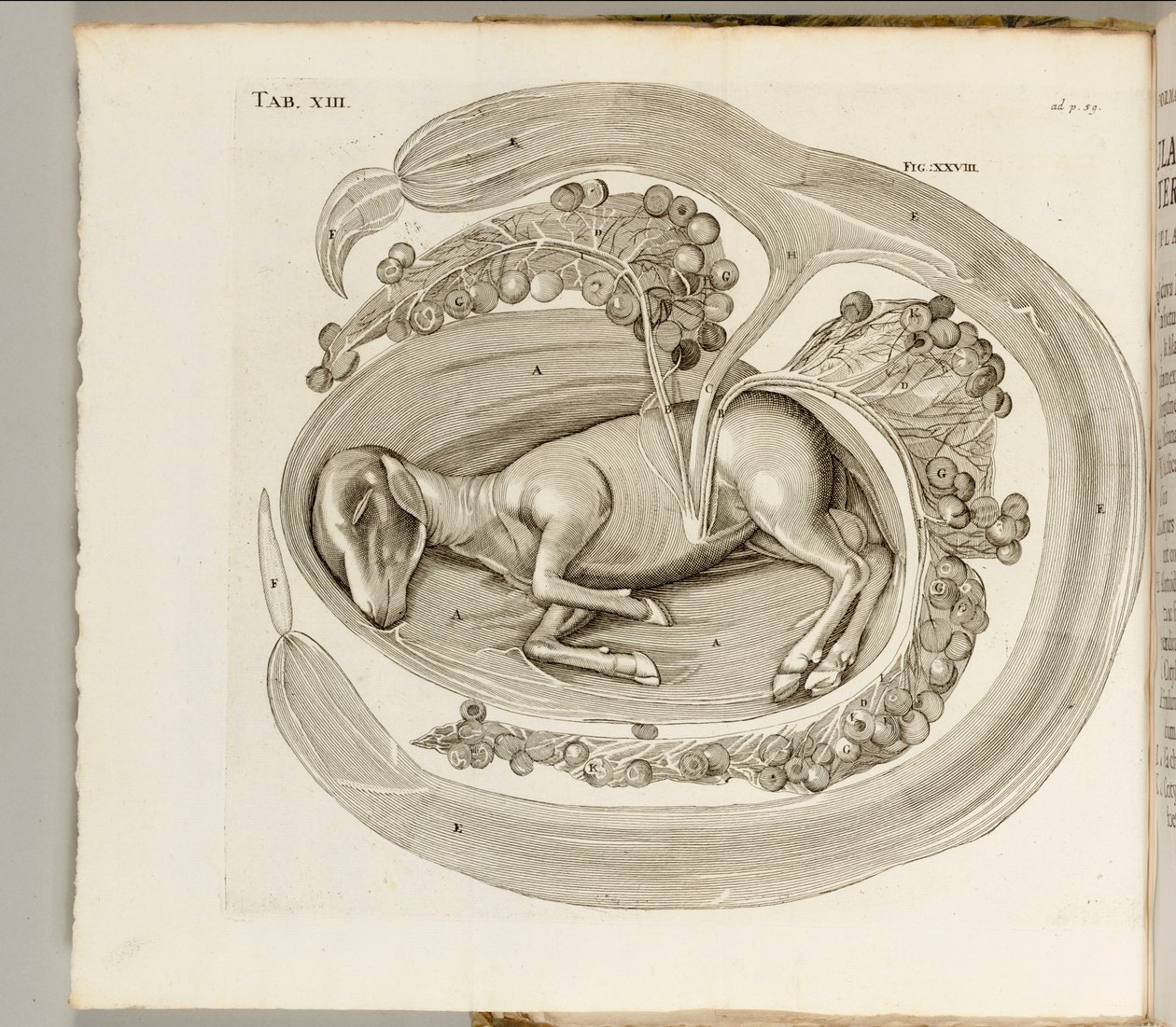 Ett djur i livmodern, 1738 av Hieronymus Fabricius ab Aquapendente