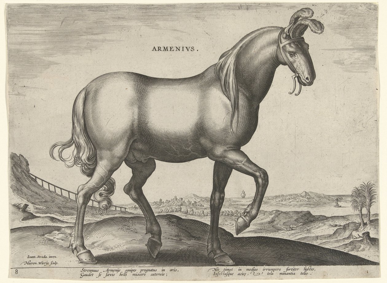 Häst från Armenien (Armenius) Armenier (titel på objekt) Hästaraser från Royal Stables of Don Juan of Austria (serietitel) Equile Ioannis Austriaci Caroli (serietitel) av Hieronymus Wierix