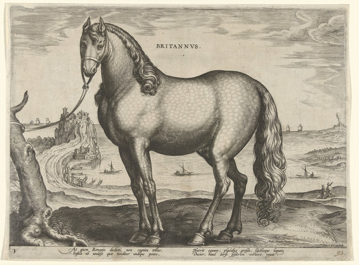 Häst från Bretagne (Brittanus) Britannvs (titel på objekt) Hästaraser från Royal Stables of Don Juan of Austria (serietitel) Equile Ioannis Austriaci Caroli (serietitel) av Hieronymus Wierix