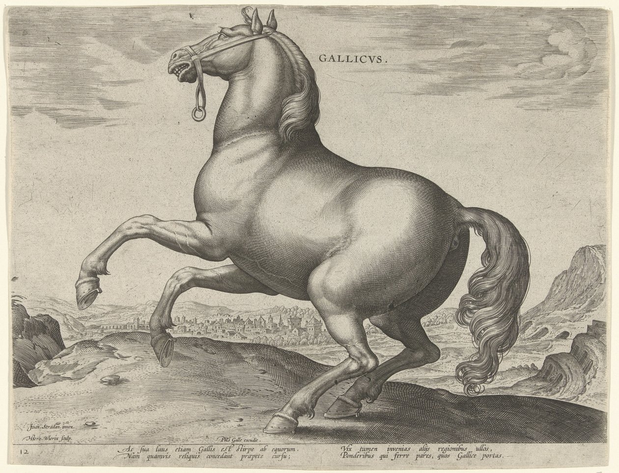 Häst från Frankrike (Gallicus) Gallicvs (titel på objekt) Hästaraser från Royal Stables of Don Juan of Austria (serietitel) Equile Ioannis Austriaci Caroli (serietitel) av Hieronymus Wierix
