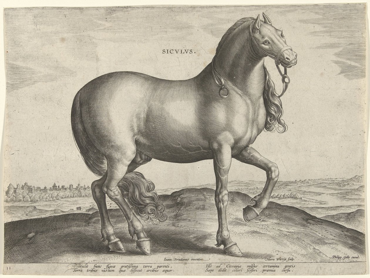 Häst från Sicilien (Siculus) Sicvlvs (titel på objekt) Hästaraser från Royal Stables of Don Juan of Austria (serietitel) Equile Ioannis Austriaci Caroli (serietitel) av Hieronymus Wierix