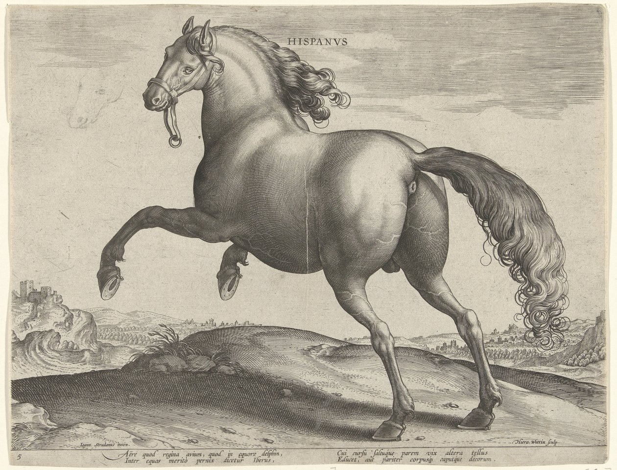 Häst från Spanien (Hispanus Alter) Hispanvs (titel på objekt) Hästaraser från Royal Stables of Don Juan of Austria (serietitel) Equile Ioannis Austriaci Caroli (serietitel) av Hieronymus Wierix