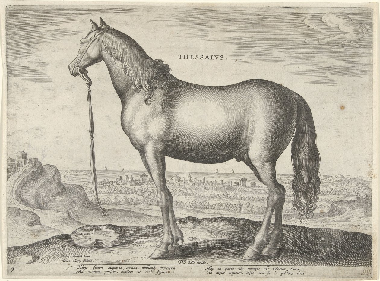 Häst från Thessalien (Thessalos) Thessalvs (titel på objekt) Hästaraser från Royal Stables of Don Juan of Austria (serietitel) Equile Ioannis Austriaci Caroli (serietitel) av Hieronymus Wierix