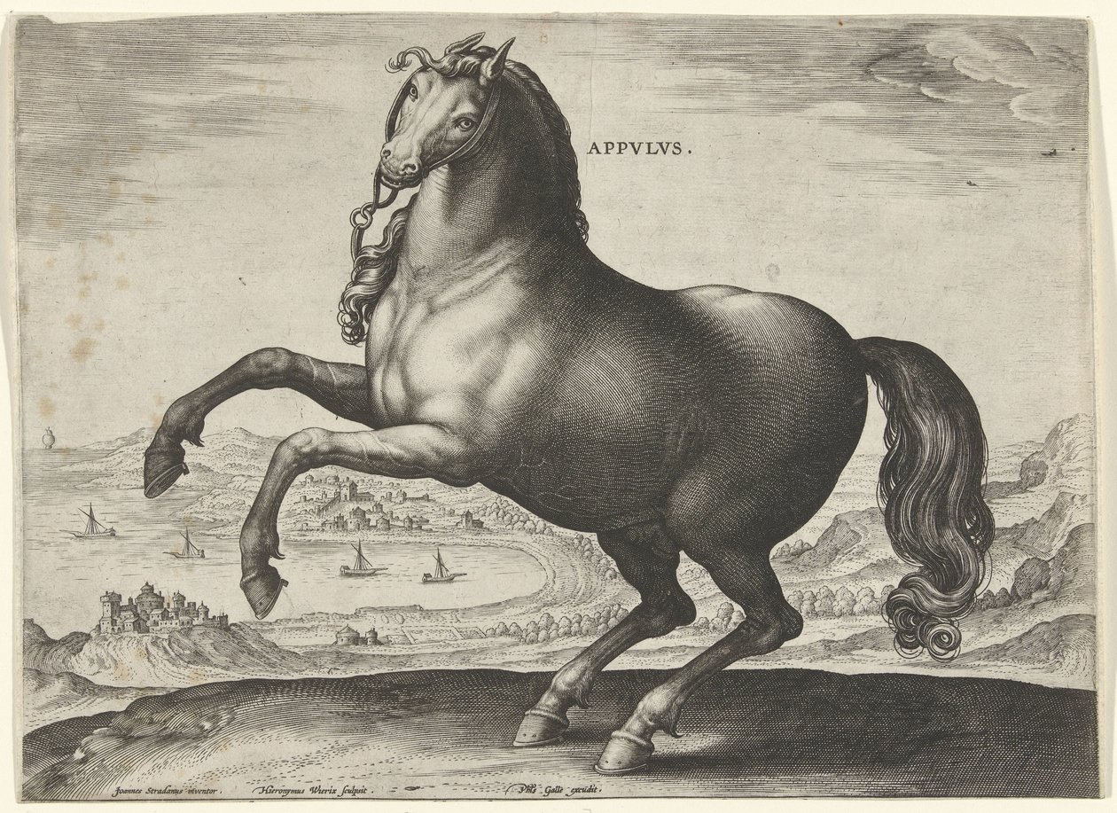 Häst från södra Italien (Appulus) Appvlvs (titel på objekt) Hästaraser från Royal Stables of Don Juan of Austria (serietitel) Equile Ioannis Austriaci Caroli (serietitel) av Hieronymus Wierix