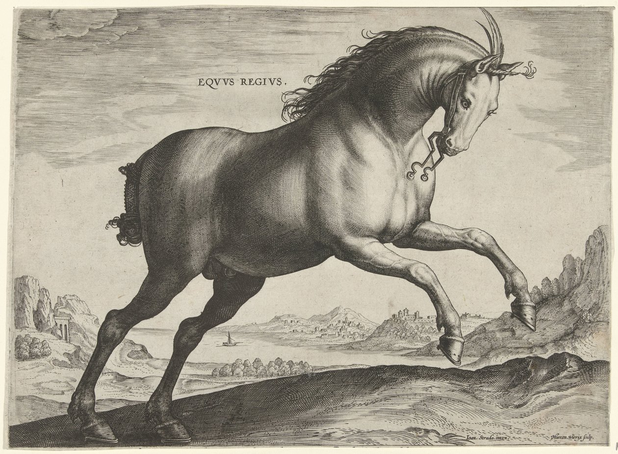 Häst av rasen Equus Regius (den kungliga) Eqvvs Regivs (titel på objekt) Hästaraser från Royal Stables of Don Juan of Austria (serietitel) Equile Ioannis Austriaci Caroli (serietitel) av Hieronymus Wierix
