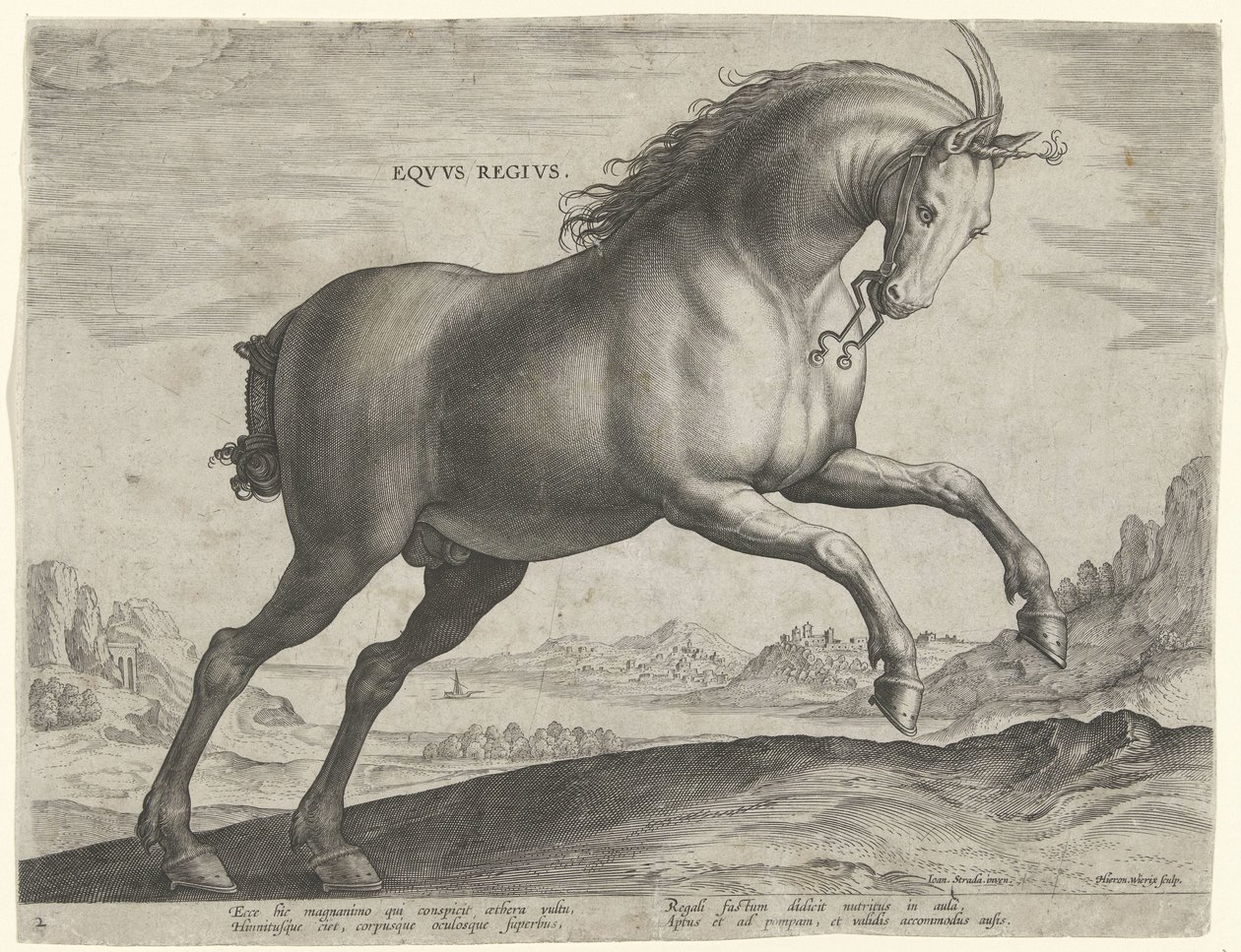 Häst av rasen Equus Regius (den kungliga) Eqvvs Regivs (titel på objekt) Hästaraser från Royal Stables of Don Juan of Austria (serietitel) Equile Ioannis Austriaci Caroli (serietitel) av Hieronymus Wierix