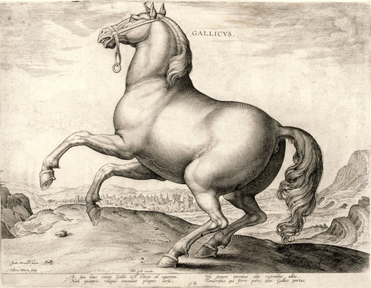 Gallicus från serien Hästar från stallet av Don Juan av Österrike (gravyr på väv) av Hieronymus or Jerome Wierix