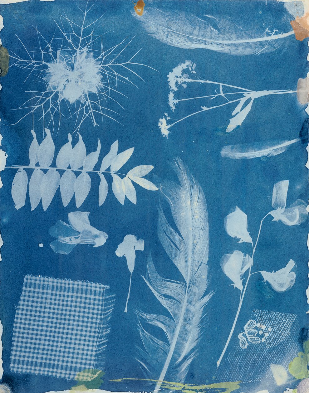 Plant Exemplar av Bayard, ca 1842 (cyanotyp) av Hippolyte Bayard