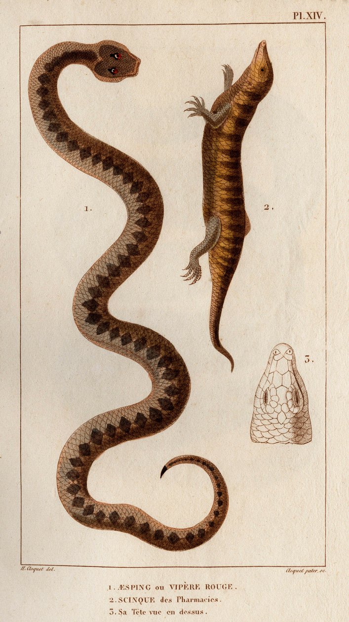 Aesping eller Red Vipere, Skink från apotek, hans huvud sett ovan.” Fauna des Mdecins eller historia om djur och deras produkter av Hippolyte Cloquet” - Volym 6 - 1825. av Hippolyte Cloquet