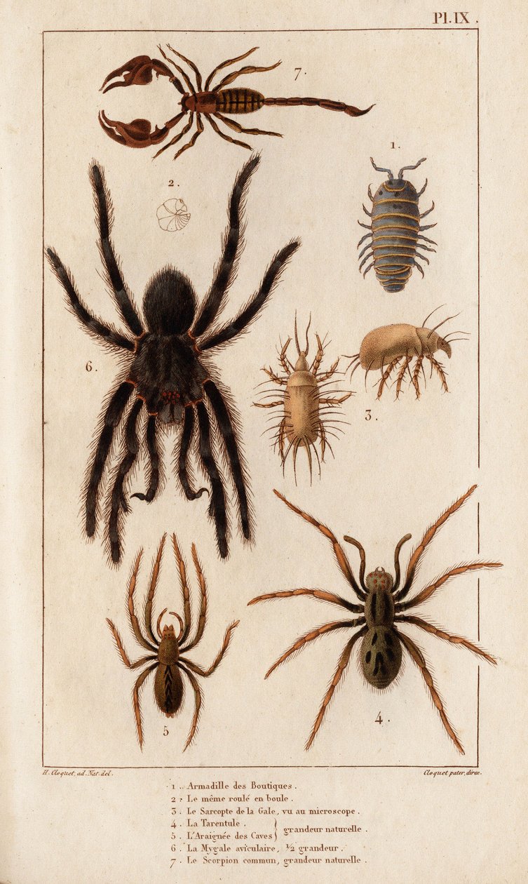 Butikernas Amardille, Skabbens Sascopte, Tarantula, Araignee av scavar, Mygale, Skorpionen. av Hippolyte Cloquet