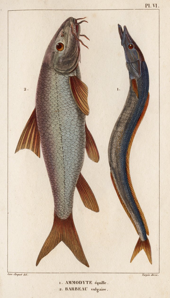 Ammodyte equille och vulgär Barbeau." "Fauna des Mdecins eller historia av djur och deras produkter av Hippolyte Cloquet" - Volym 6 - 1825. av Hippolyte Cloquet