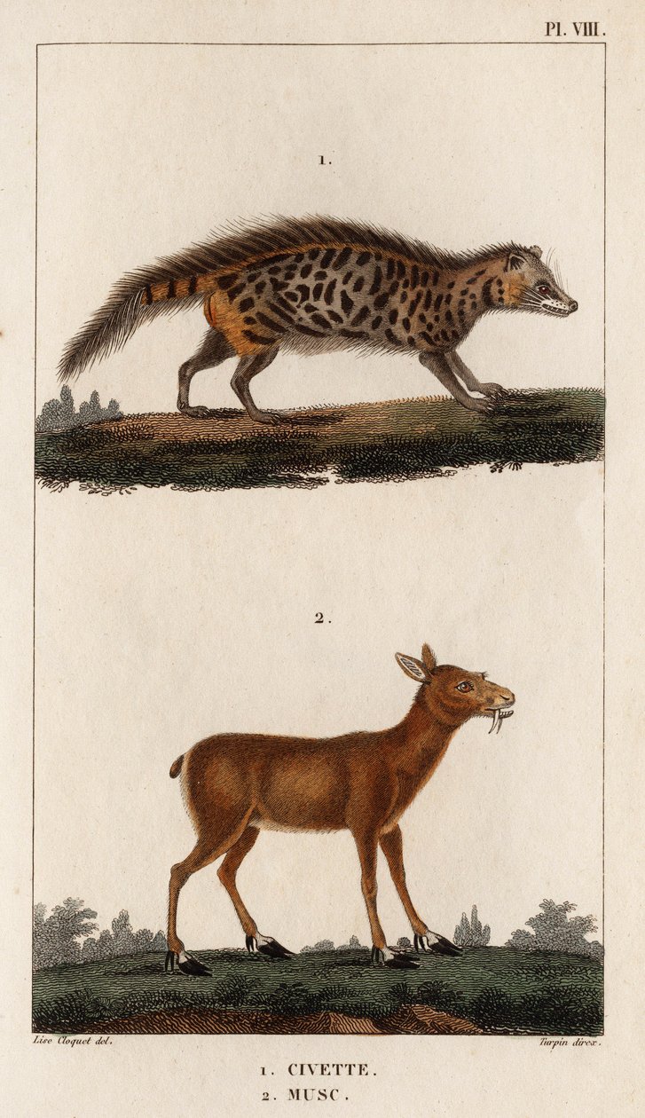 Civet och mysk." "Fauna des Mdecins eller historia om djur och deras produkter av Hippolyte Cloquet" - Volym 6 - 1825. av Hippolyte Cloquet