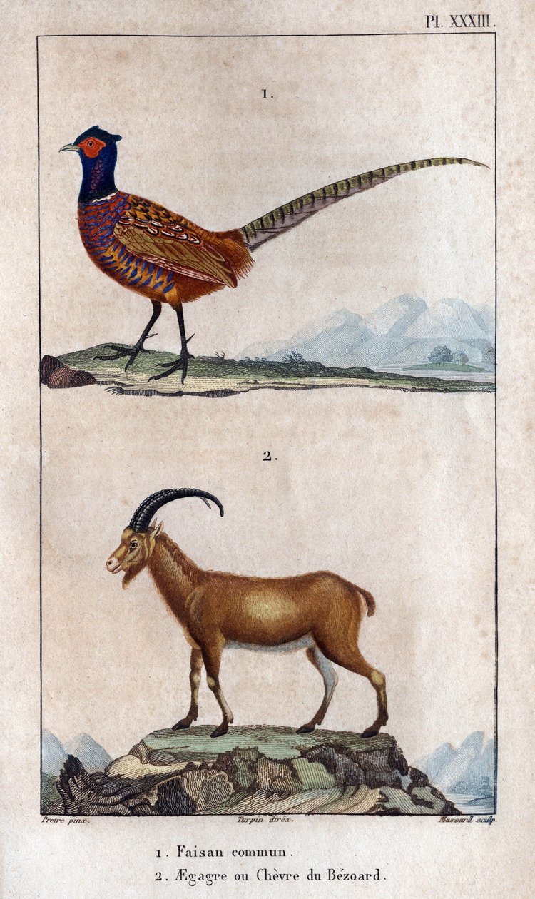 Vanlig fasan och Bezoards Chevre. Tavlan hämtad från "" Fauna of the Docs eller historia av djur och deras produkter "" av Hippolyte Cloquet av Hippolyte Cloquet