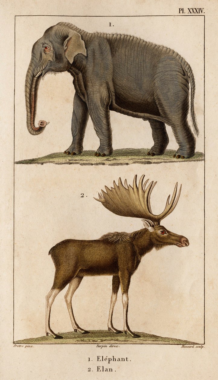 Elephant and Elan." "Fauna des Mdecins eller historia om djur och deras produkter av Hippolyte Cloquet" - Volym 6 - 1825. av Hippolyte Cloquet