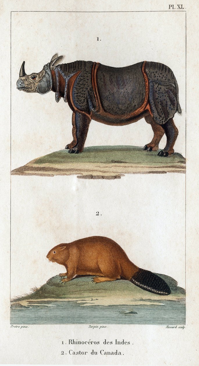 Indien noshörning och kanadensisk bäver. Fauna des Médecins eller historia om djur och deras produkter av Hippolyte Cloquet” - Volym 6 - 1825. av Hippolyte Cloquet