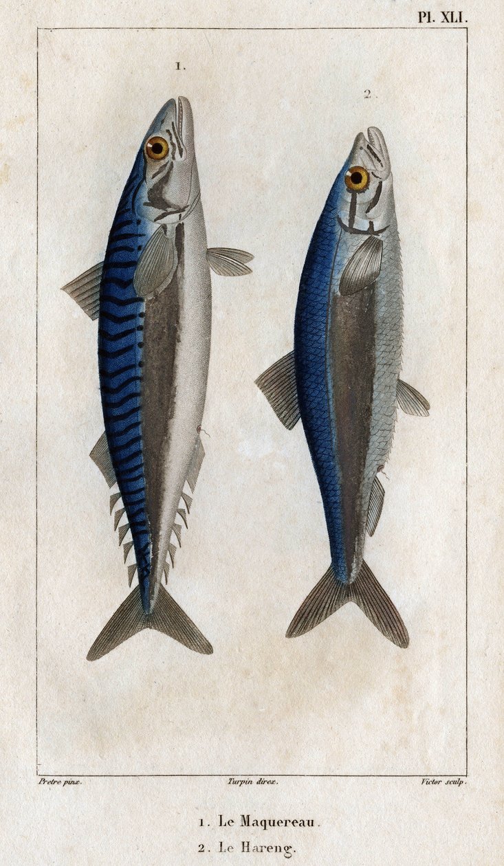 Makrill och sill. Tallrik från "" läkarnas fauna eller djurens historia och deras produkter" av Hippolyte Cloquet