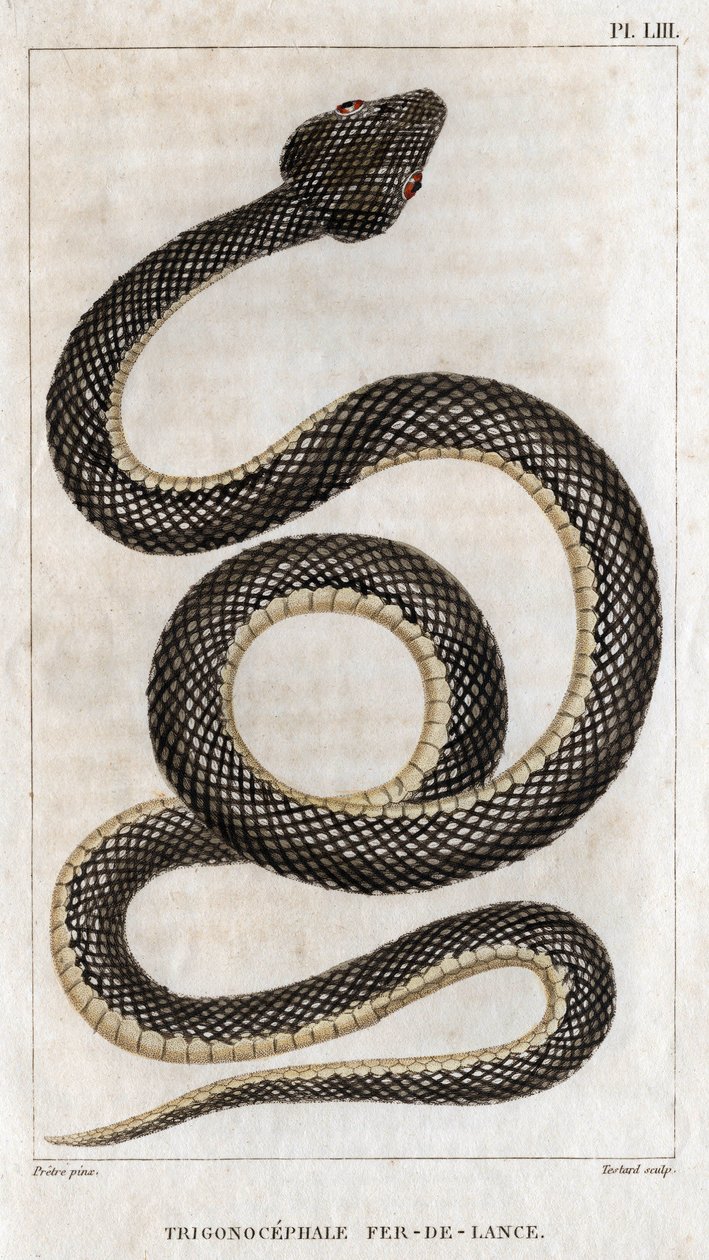 Representation av Trigonocephale - Spjutspets: reptil. Tallrik från "" läkarnas fauna eller djurens historia och deras produkter" av Hippolyte Cloquet