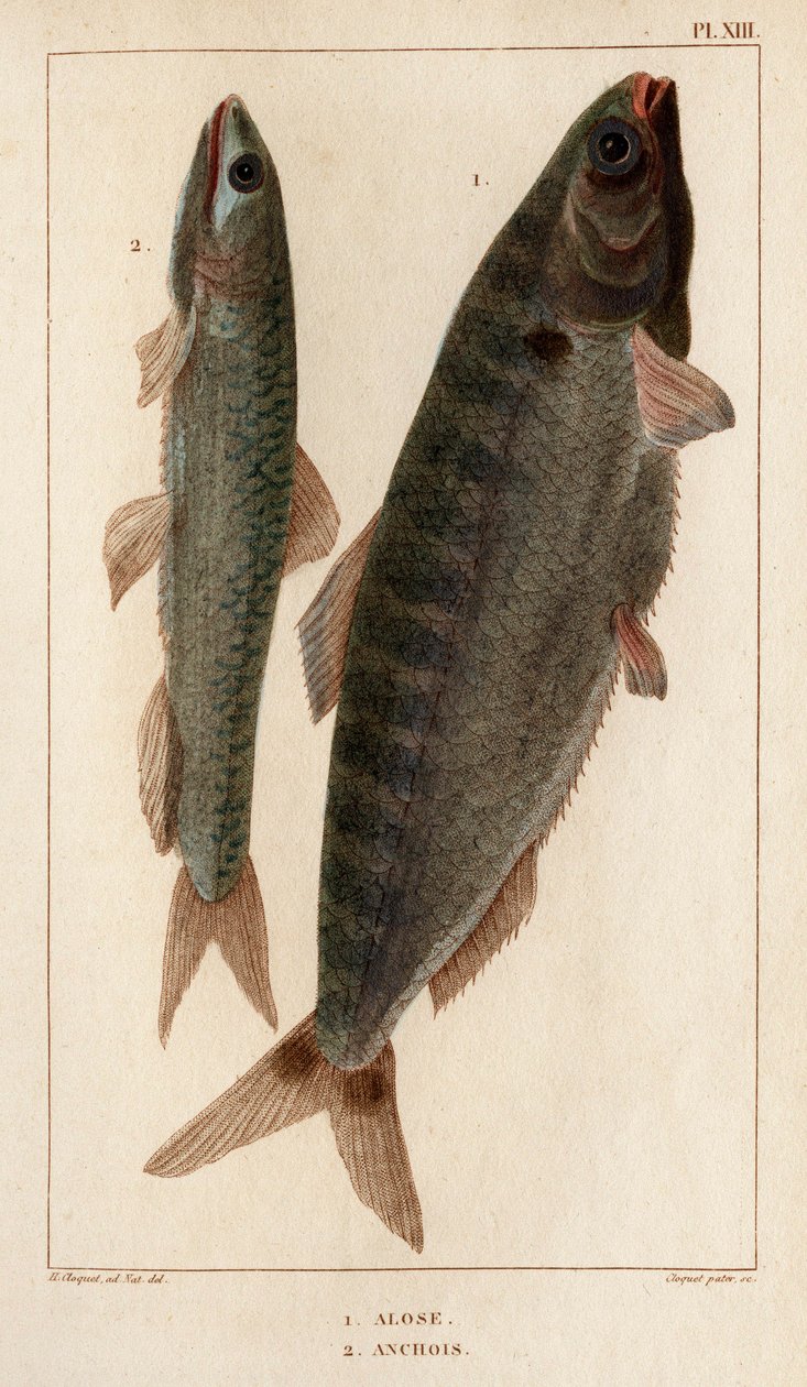 Shad and Ansjovis." "Fauna des Mdecins eller historia om djur och deras produkter av Hippolyte Cloquet" - Volym 6 - 1825. av Hippolyte Cloquet