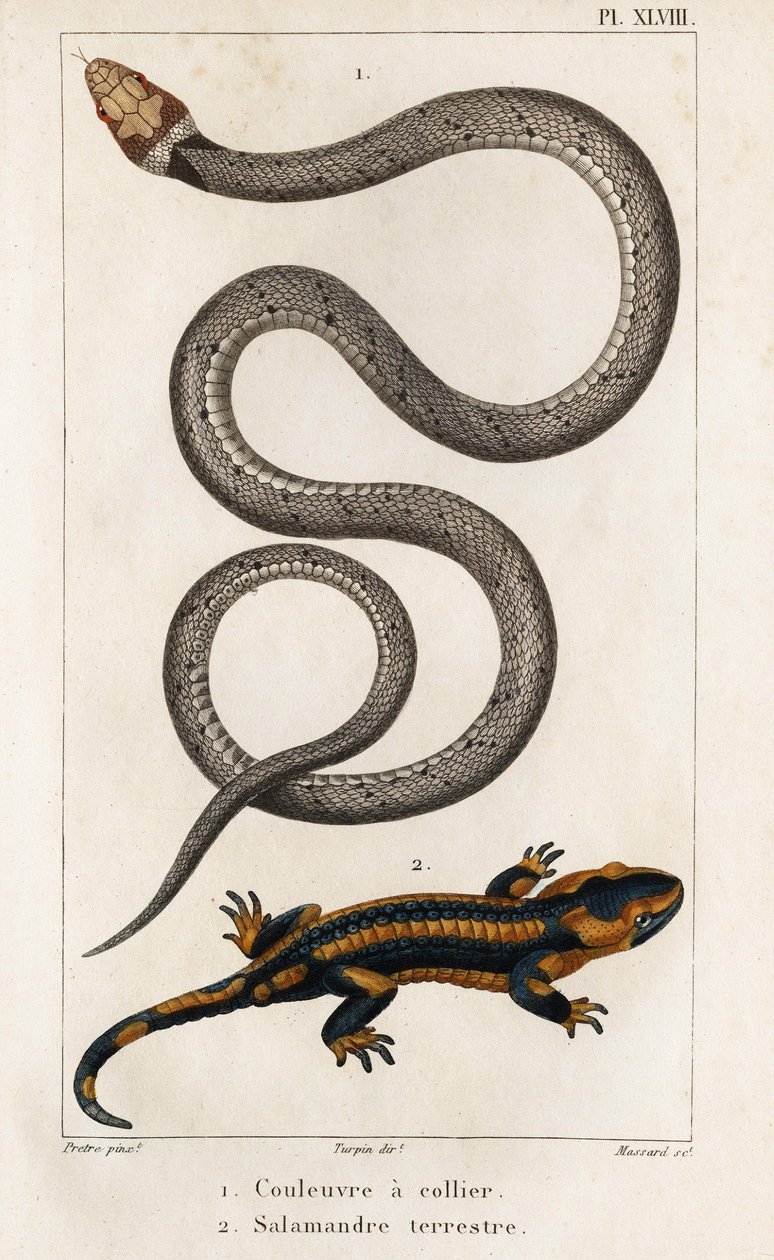 The Collared Snake, Land Salamander.” “Fauna des Médecins or History of Animals and their Products by Hippolyte Cloquet” - Volym 6 - 1825. av Hippolyte Cloquet