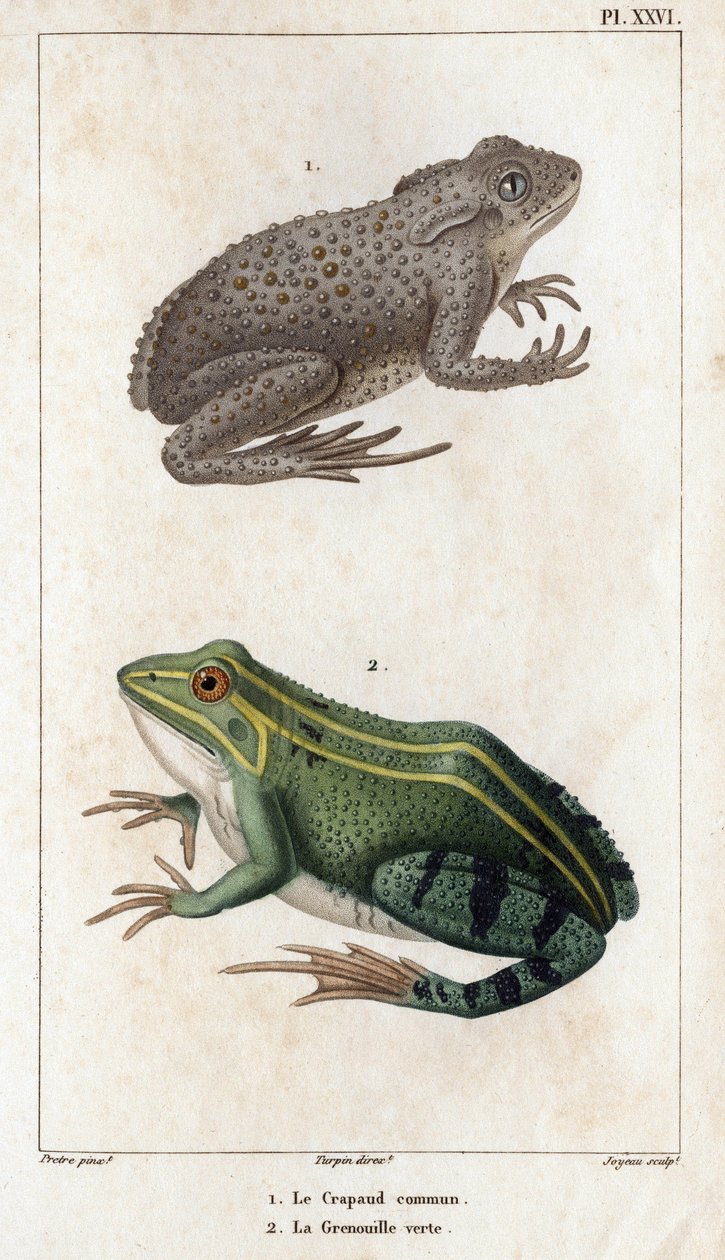 Den vanliga paddan och den gröna grodan." Fauna des Médecins eller historia om djur och deras produkter av Hippolyte Cloquet” - Volym 6 - 1825. av Hippolyte Cloquet