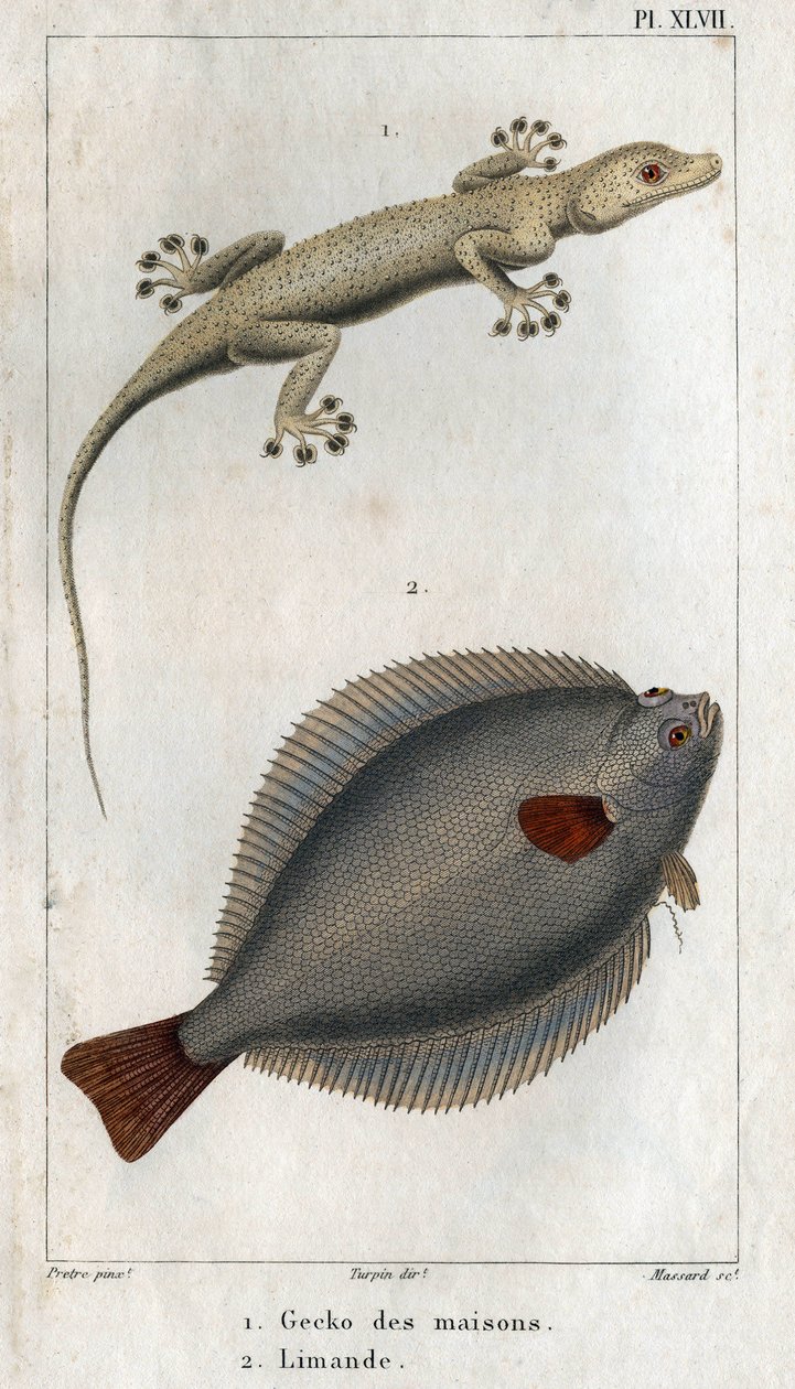 Gecko av hus och Limand. Tallrik hämtad från "" Fauna of Physics or History of Animals and their Products"" av Hippolyte Cloquet av Hippolyte Cloquet