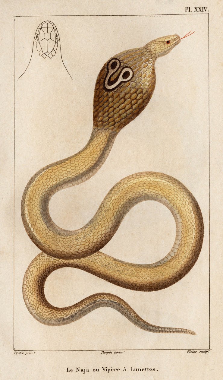 Naja eller huggorm har glasögon." "Fauna des Mdecins eller historia om djur och deras produkter av Hippolyte Cloquet" - Volym 6 - 1825. av Hippolyte Cloquet