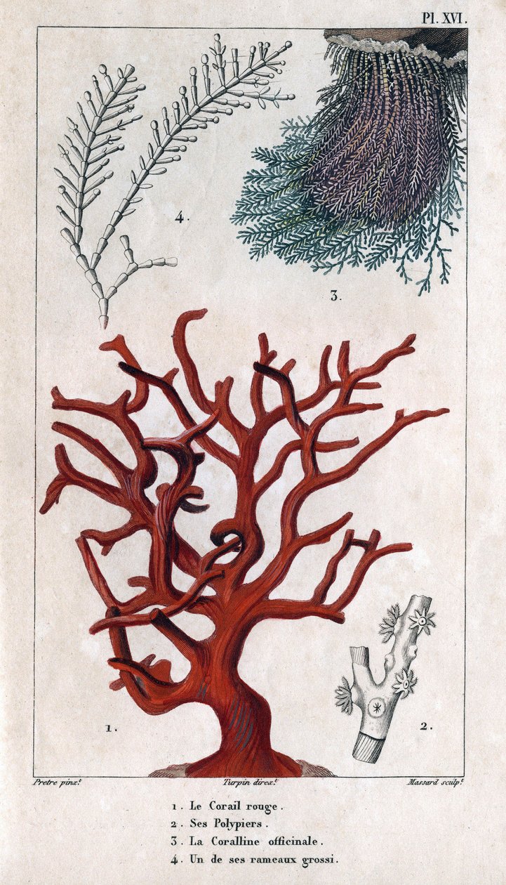 Den röda korallen, dess polypier, Coralline officinale, en av de grova grenarna. i "" Fauna of the Docks or History of Animals and their Products by Hippolyte Cloquet"" - Volym 6 - 1825. av Hippolyte Cloquet