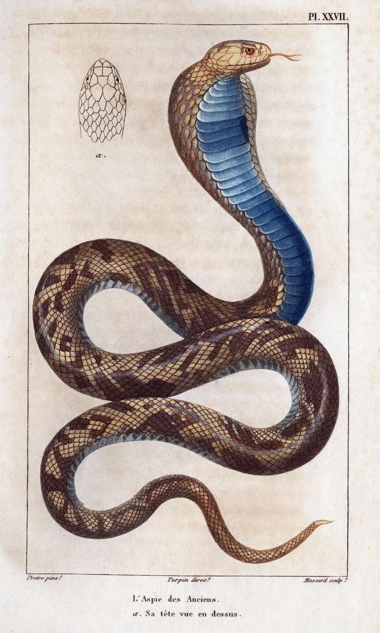 De äldstes aspic, hans huvud sett ovanför.” Fauna des Mdecins eller historia om djur och deras produkter av Hippolyte Cloquet” - Volym 6 - 1825. av Hippolyte Cloquet