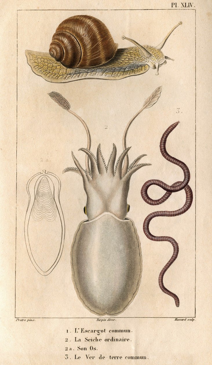 Den vanliga snigeln, den vanliga bläckfisken, dess ben, den vanliga daggmasken. i "" Fauna of the Docks eller historia av djur och deras produkter av Hippolyte Cloquet""" - Volym 6 - 1825. av Hippolyte Cloquet