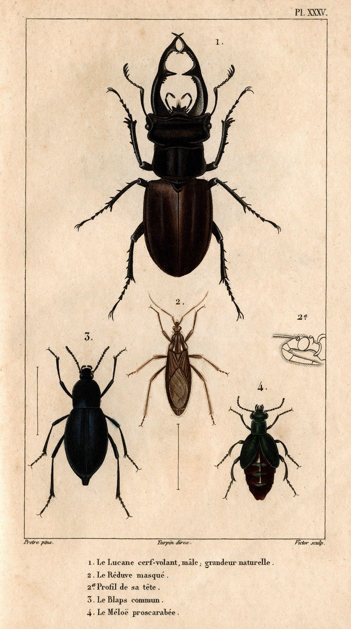 Den manliga drakens takfönster, naturlig storlek, Reduve-masken, de vanliga blapsen, proscarabee Meloe i "" Fauna av läkarna eller historia av djur och deras produkter av Hippolyte Cloquet"" - Volym 6 - 1825. av Hippolyte Cloquet