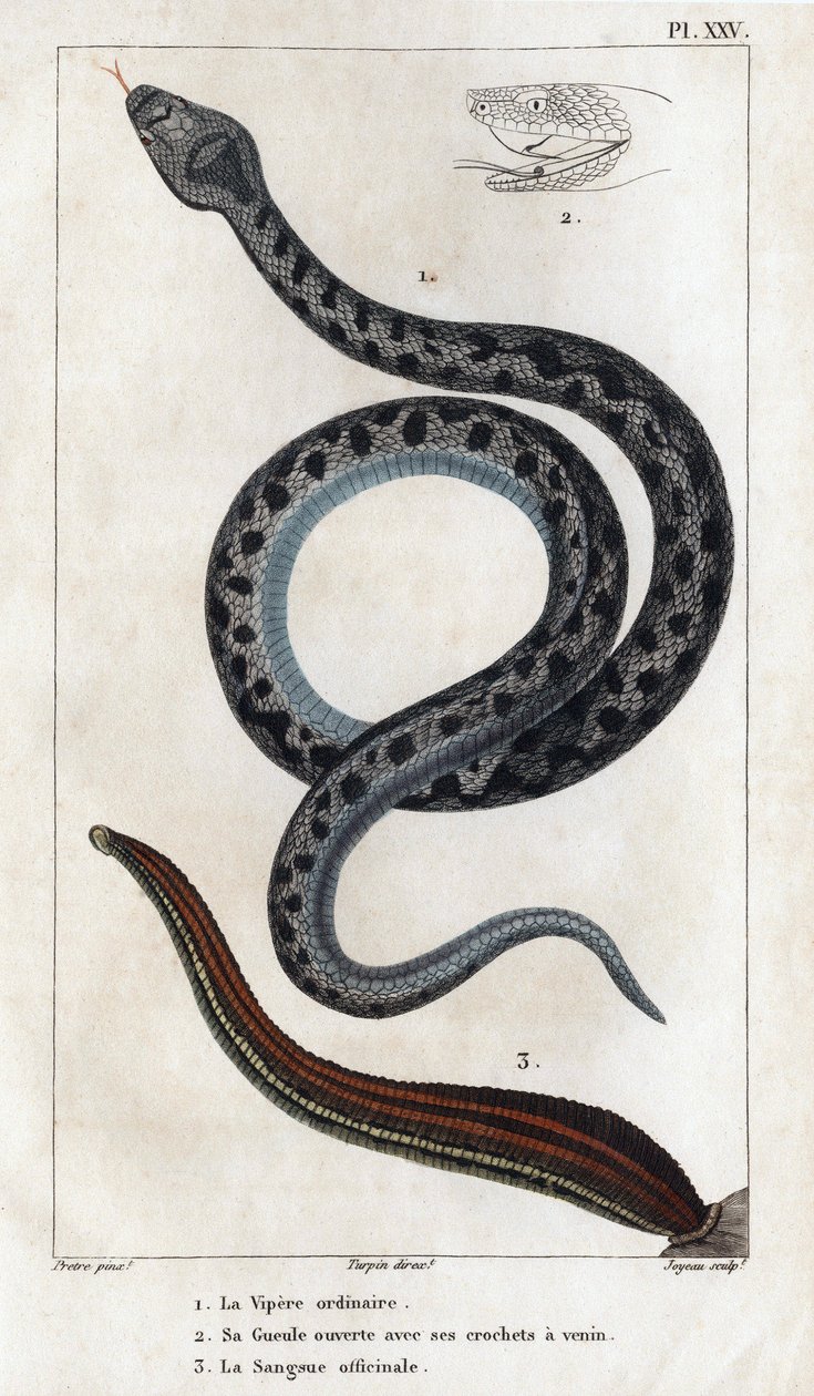 Den vanliga huggormen, hans mun öppen med huggtänderna ett gift, officinale Sangue." av Hippolyte Cloquet